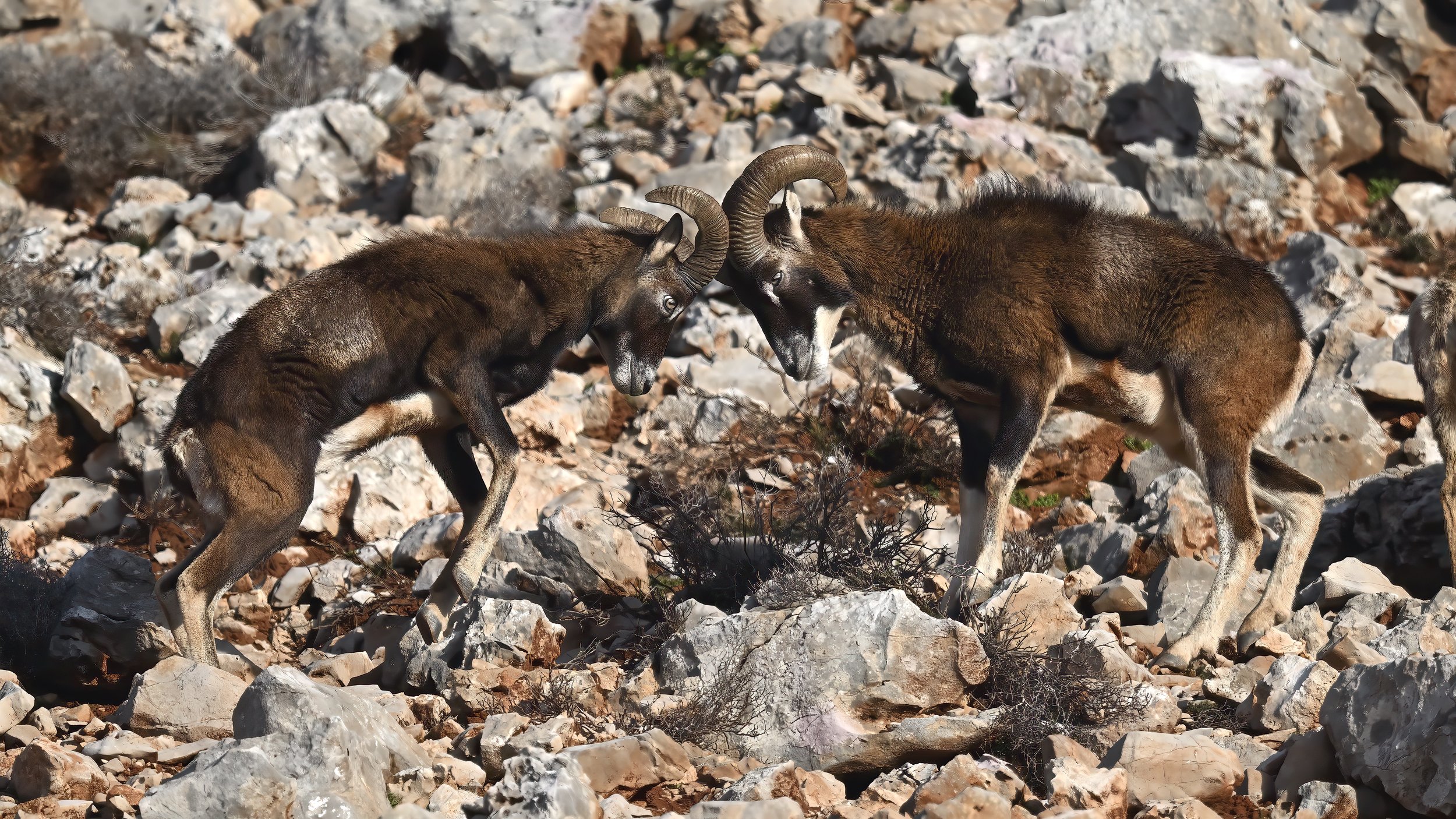 Corsican Mouflon Photo collection — Wildlife Photography Journey